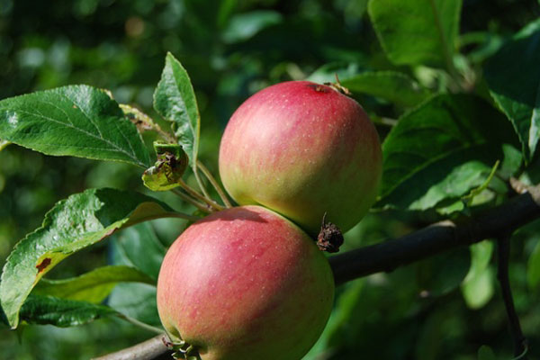 jacoby-bio-impressionen1