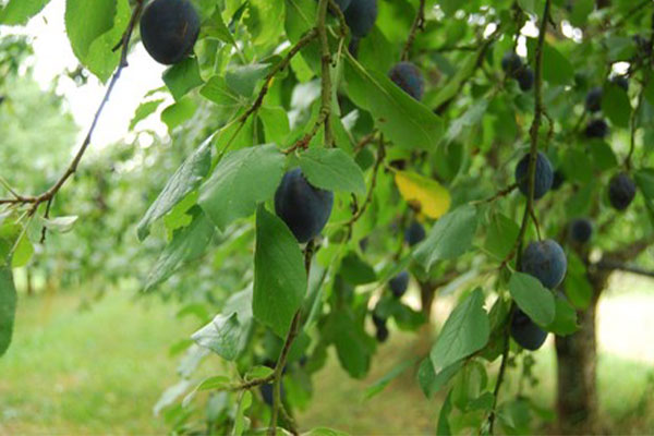 jacoby-geschichte-impressionen5