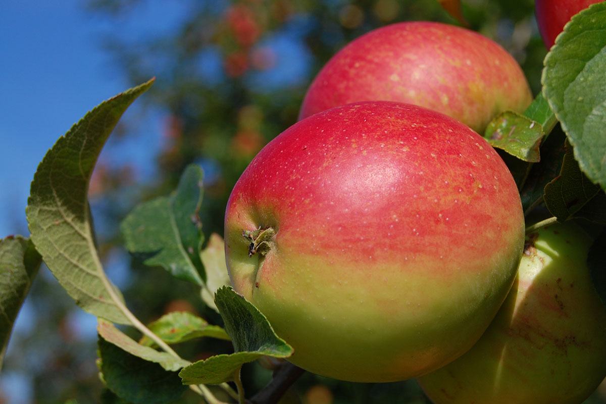 jacoby-services-apfel