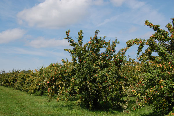 jacoby-geschichte-impressionen7